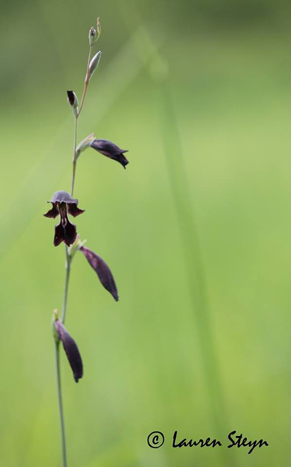 Gladiolus atropurpureus Gladiolus atropurpureus