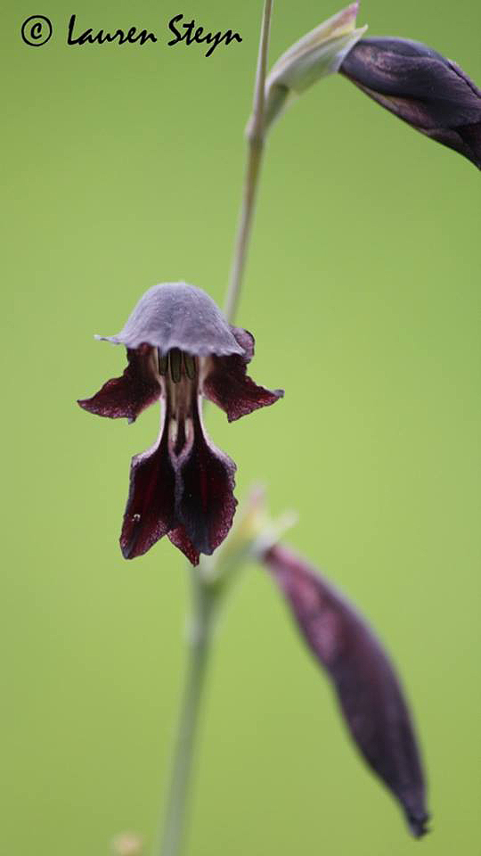 Gladiolus atropurpureus