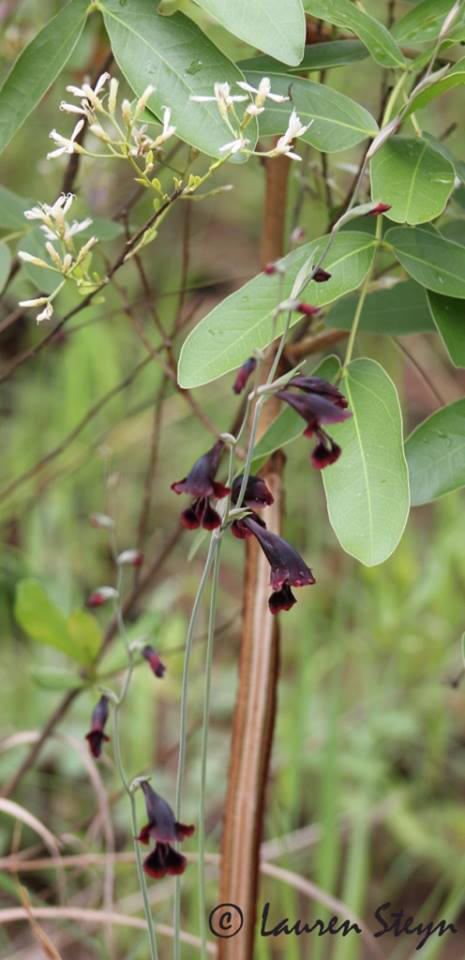 Gladiolus atropurpureus Gladiolus atropurpureus