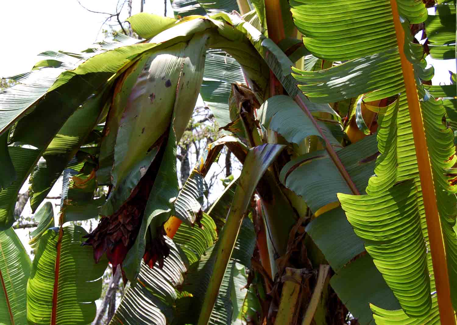 Ensete ventricosum