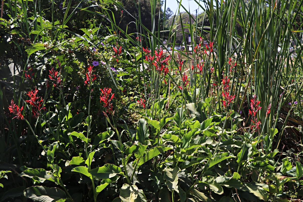Canna indica Canna indica