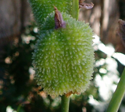 Canna indica Canna indica
