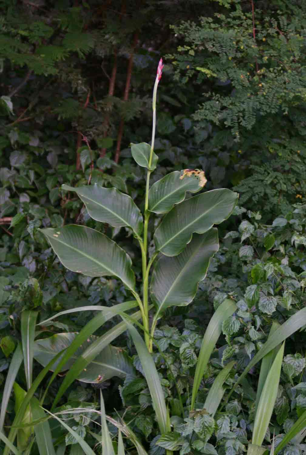 Canna indica Canna indica
