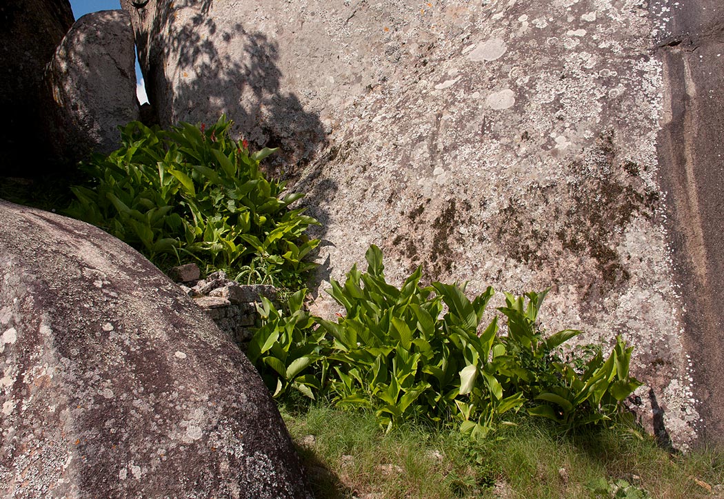 Canna indica Canna indica