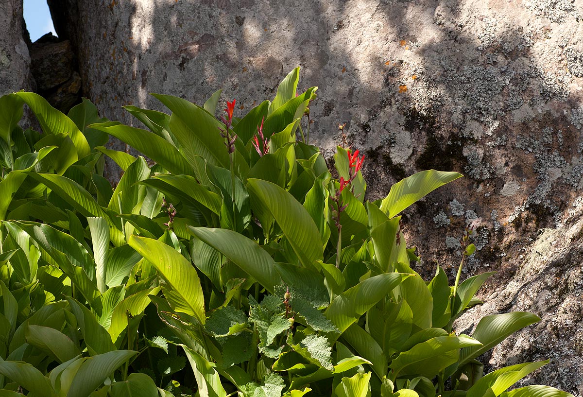 Canna indica Canna indica