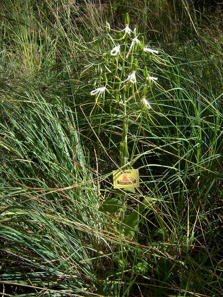 Bonatea steudneri Bonatea steudneri