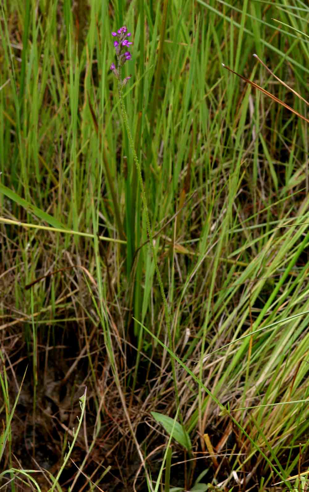 Cynorkis anacamptoides var. anacamptoides Cynorkis anacamptoides var. anacamptoides