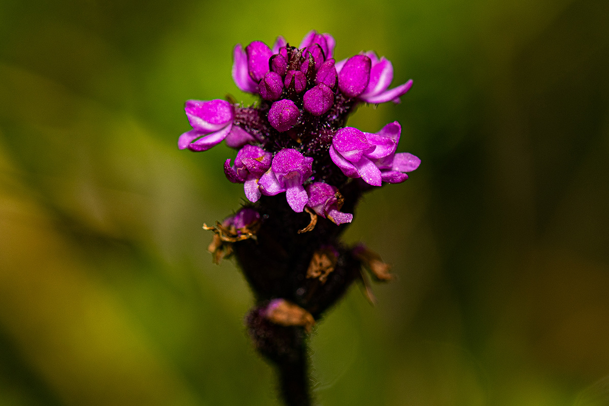 Cynorkis anacamptoides var. anacamptoides