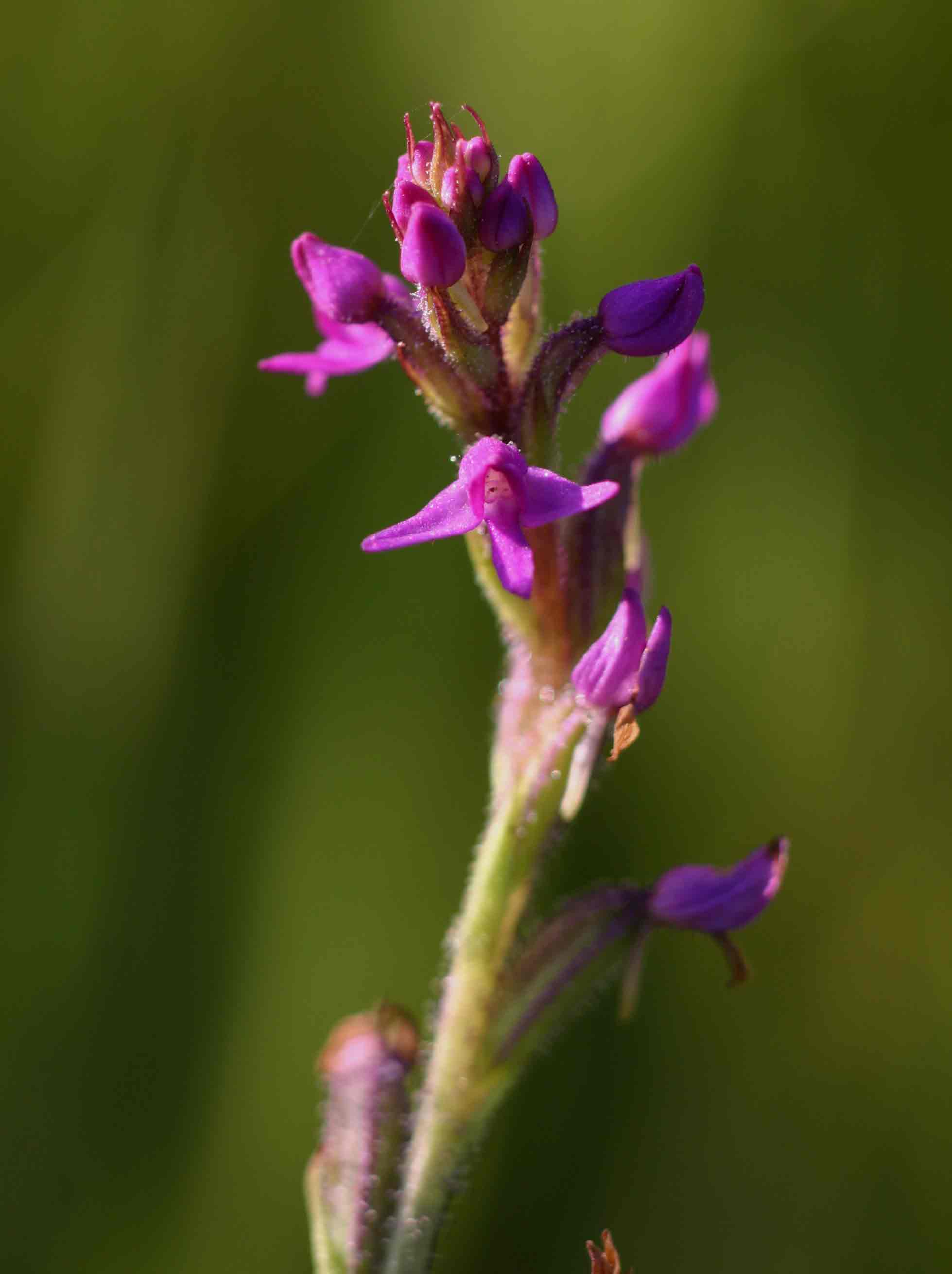 Cynorkis anacamptoides var. anacamptoides Cynorkis anacamptoides var. anacamptoides