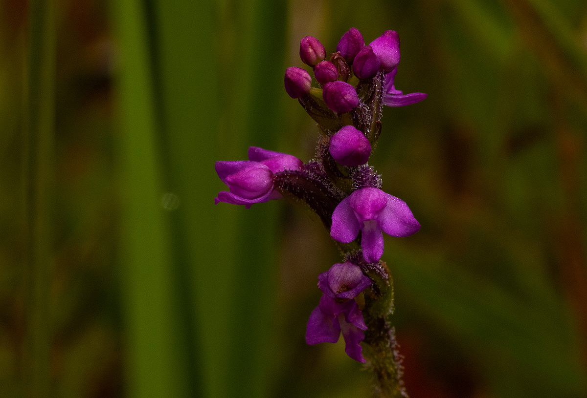 Cynorkis anacamptoides var. anacamptoides