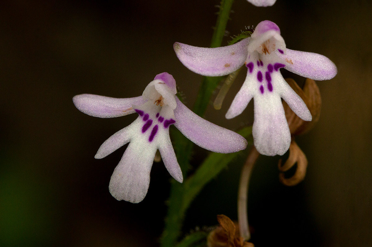 Cynorkis debilis Cynorkis debilis
