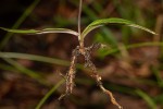 Cynorkis debilis