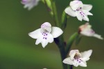 Cynorkis debilis