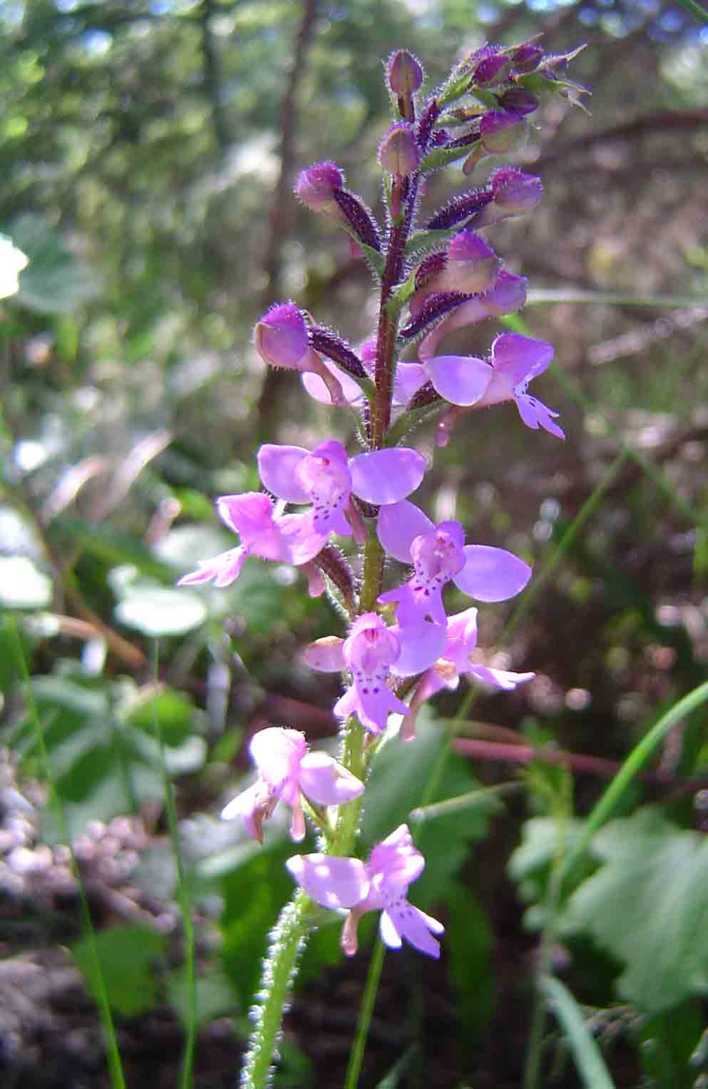 Cynorkis kassneriana