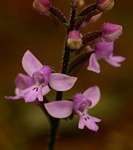 Cynorkis kassneriana