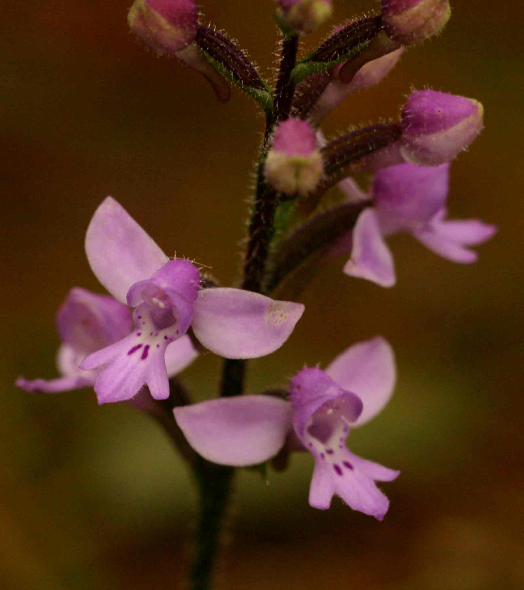 Cynorkis kassneriana Cynorkis kassneriana