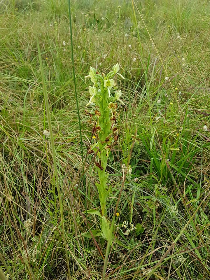 Habenaria epipactidea
