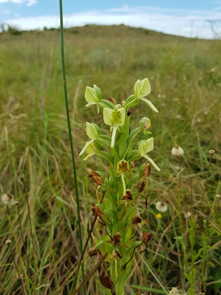 Habenaria epipactidea Habenaria epipactidea