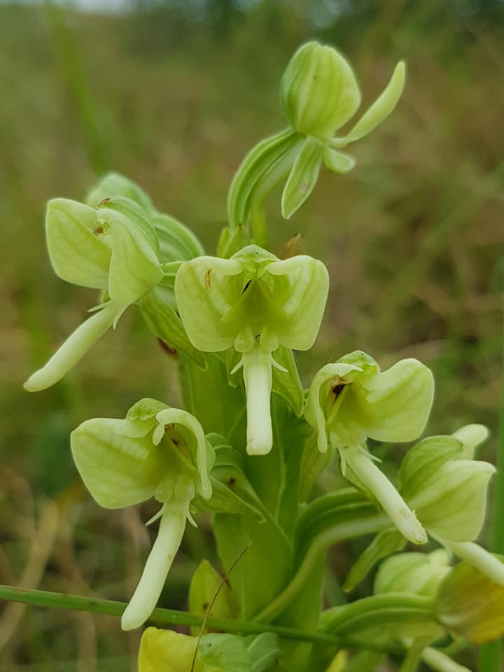 Habenaria epipactidea Habenaria epipactidea