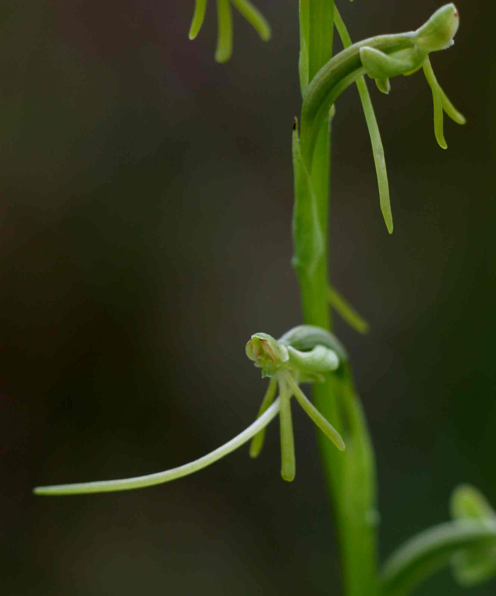 Habenaria filicornis Habenaria filicornis