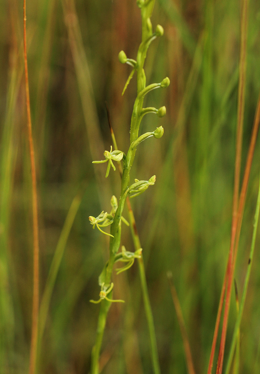 Habenaria filicornis Habenaria filicornis
