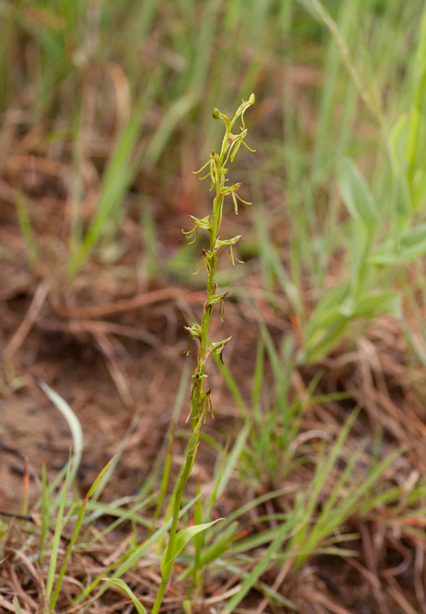Habenaria filicornis