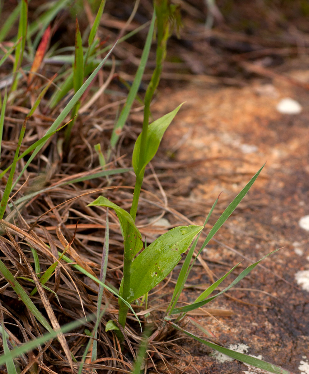 Habenaria filicornis