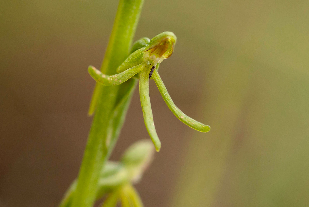 Habenaria filicornis