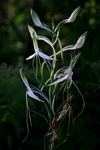 Habenaria macrandra