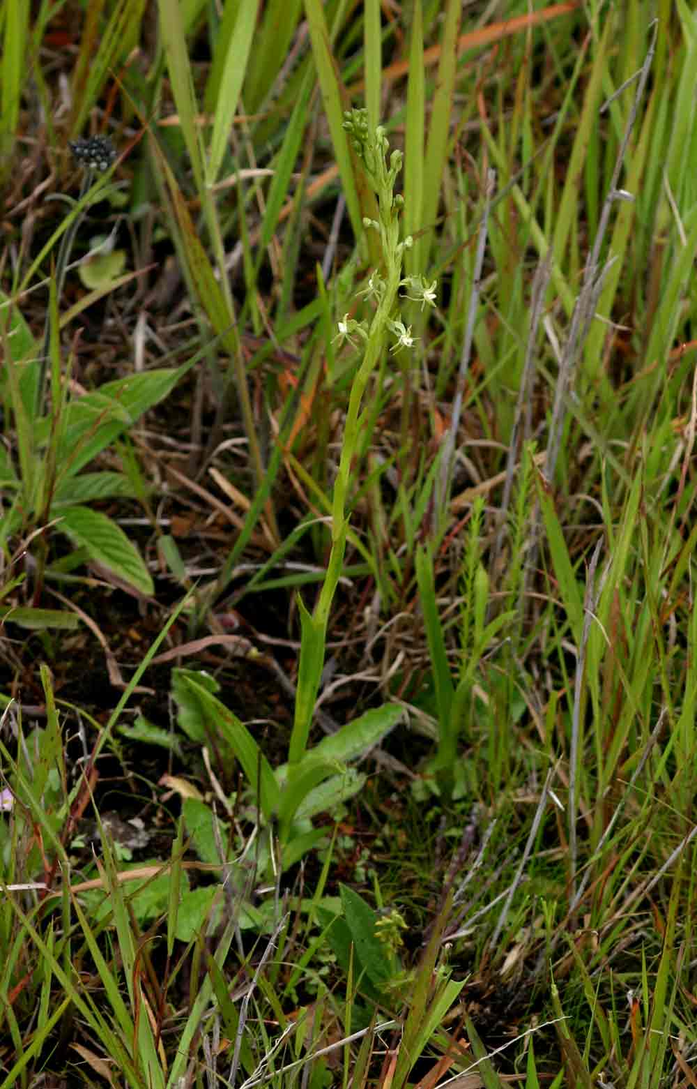 Habenaria macrostele