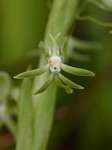 Habenaria macrostele