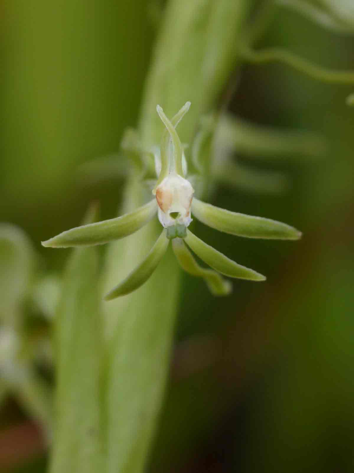 Habenaria macrostele