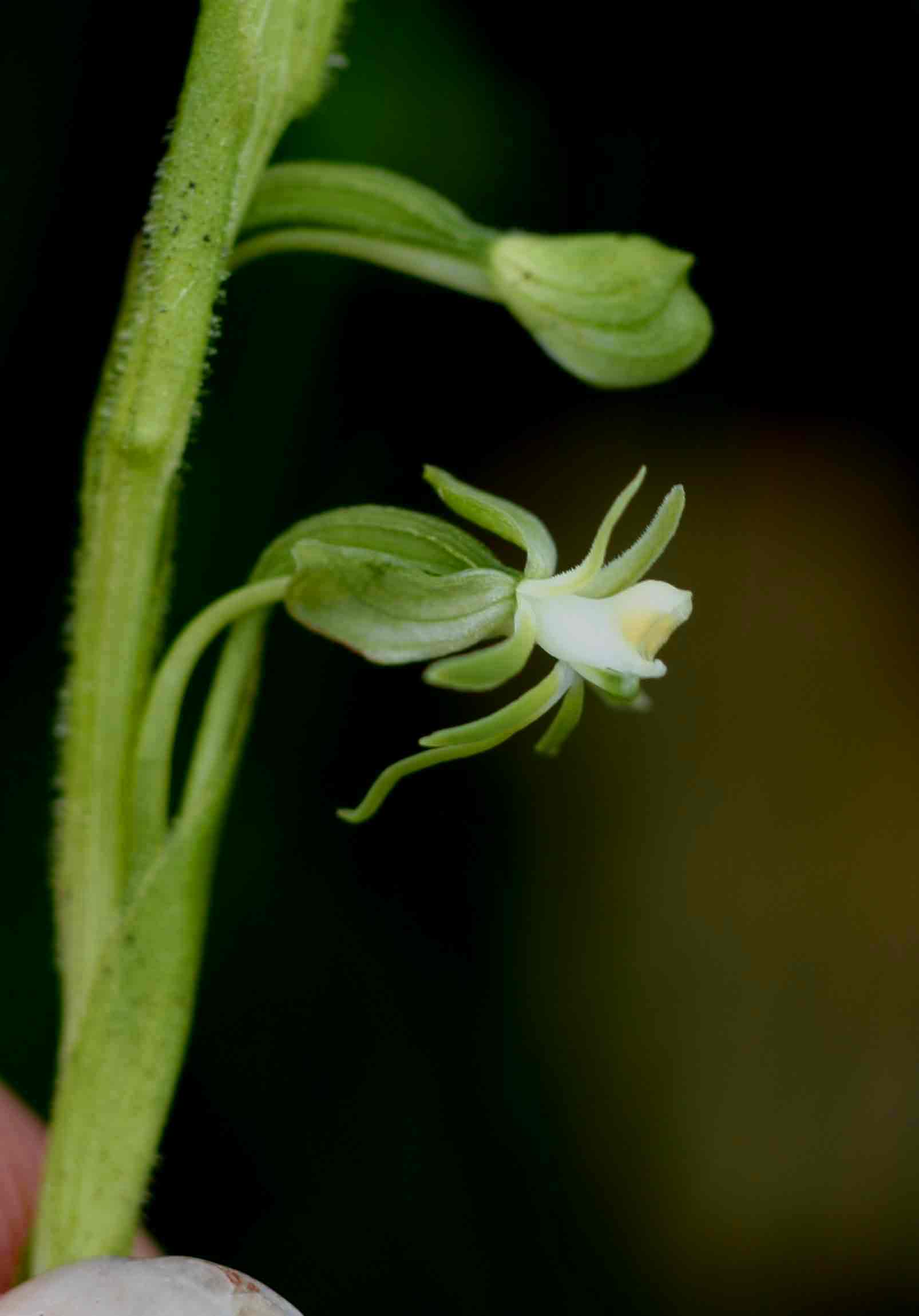 Habenaria macrostele