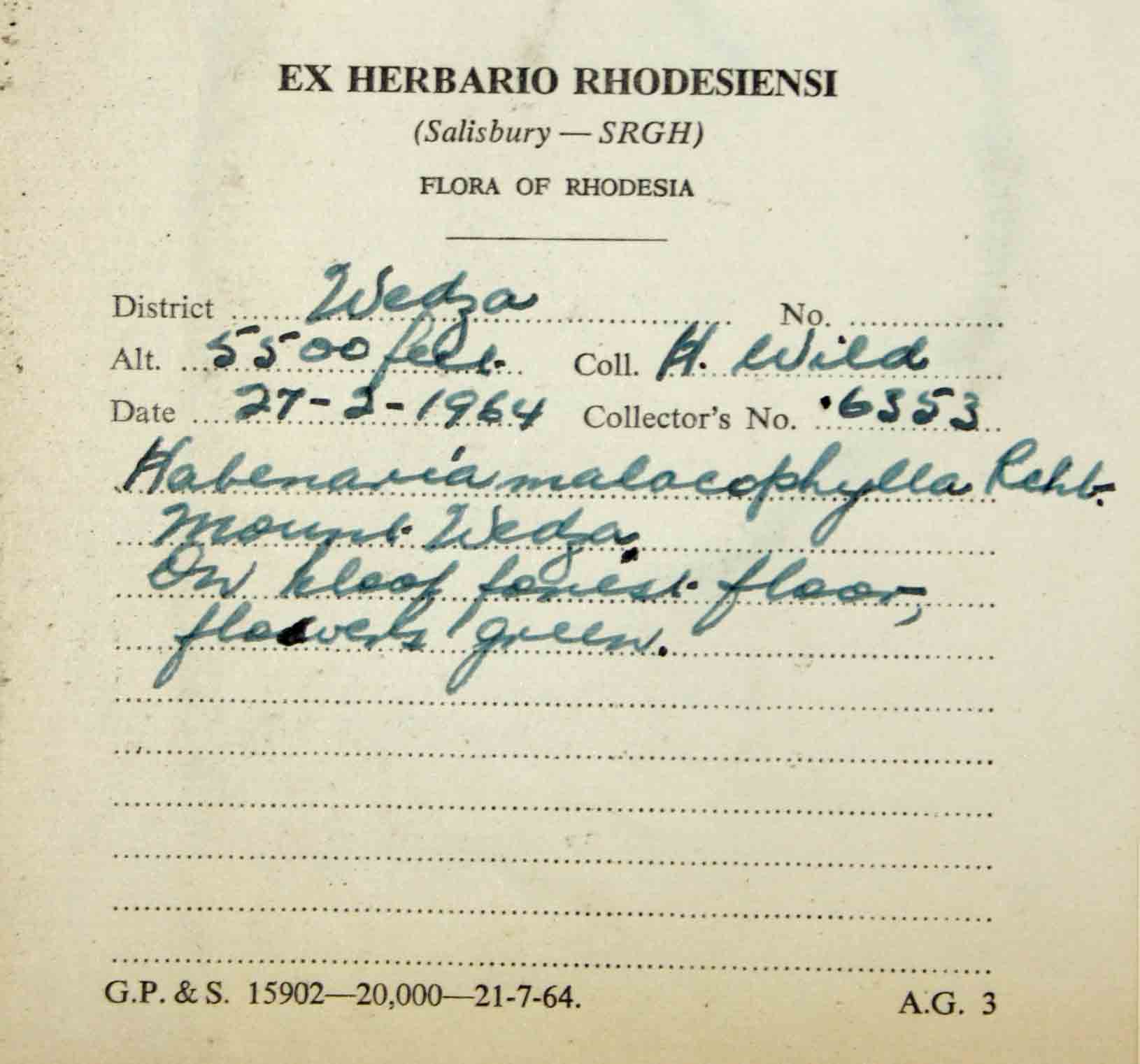 Habenaria malacophylla Habenaria malacophylla