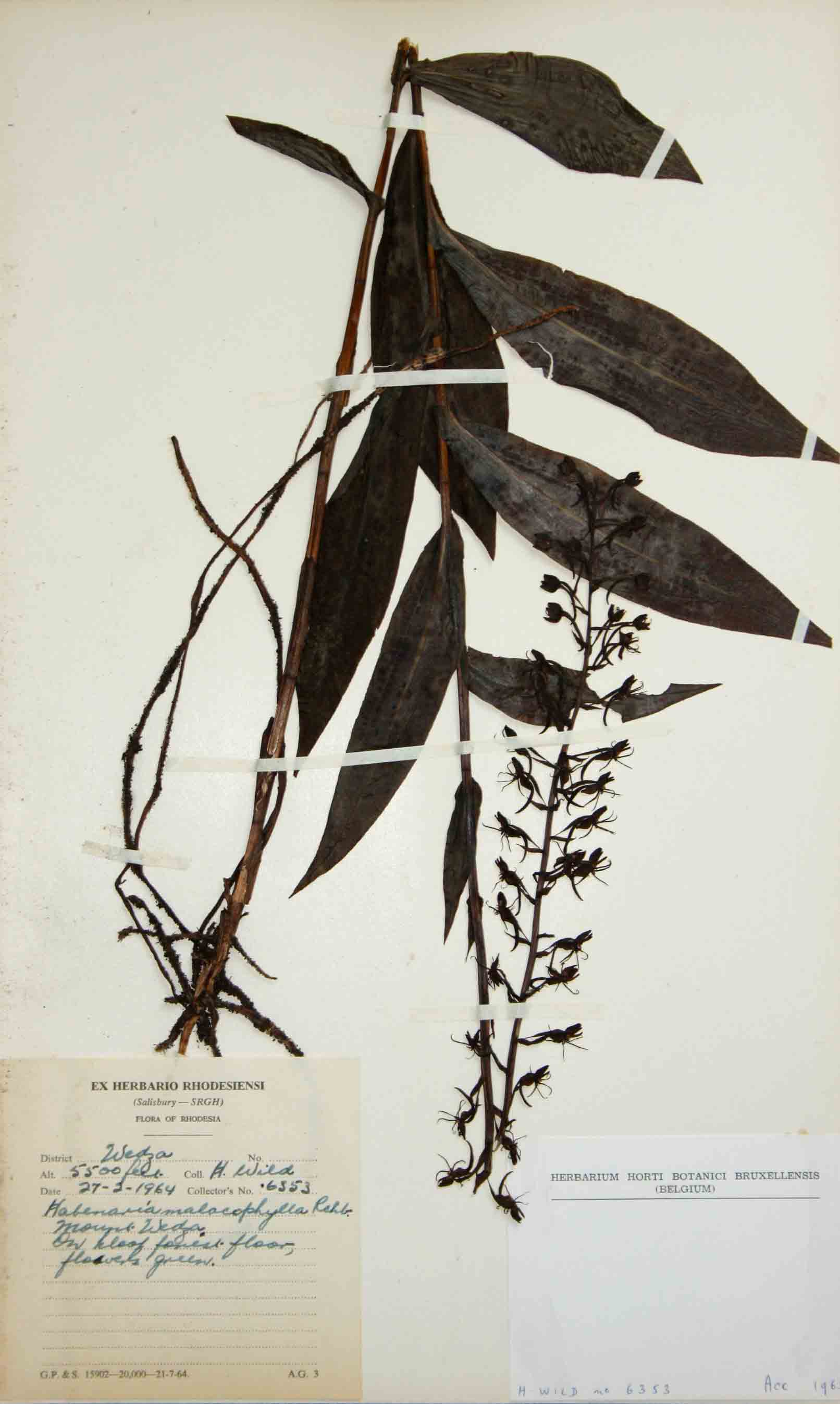 Habenaria malacophylla Habenaria malacophylla