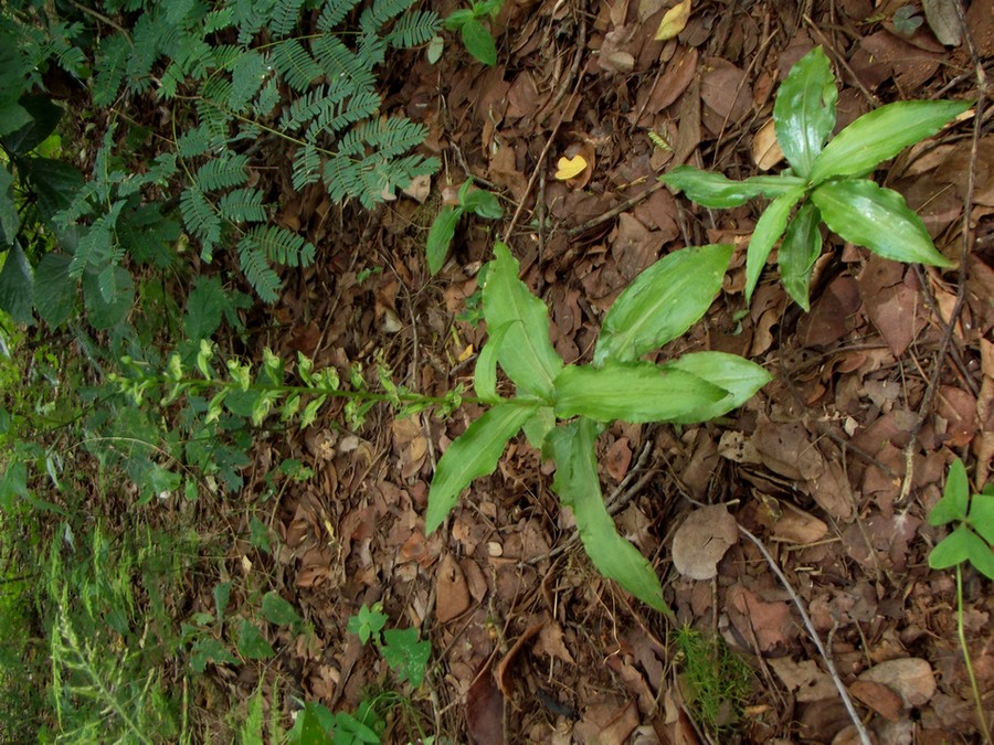 Habenaria malacophylla