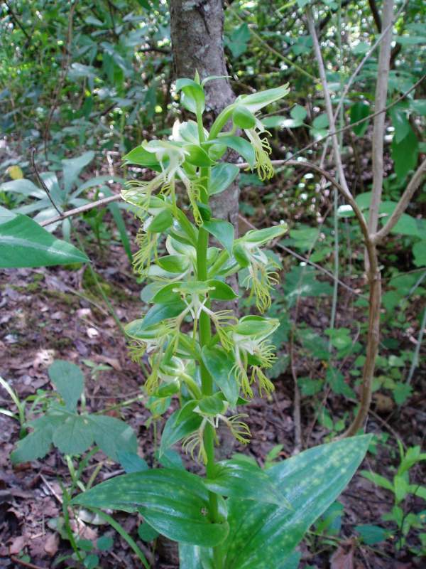 Habenaria praestans var. praestans