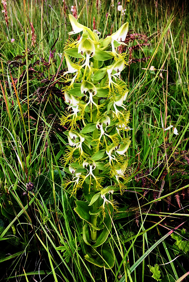 Habenaria praestans var. praestans