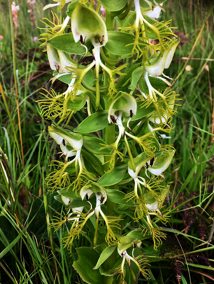 Habenaria praestans var. praestans