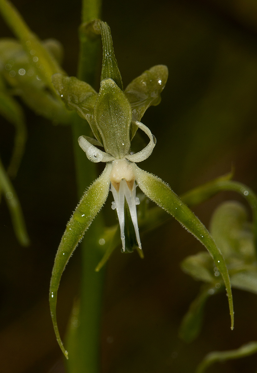 Habenaria schimperiana