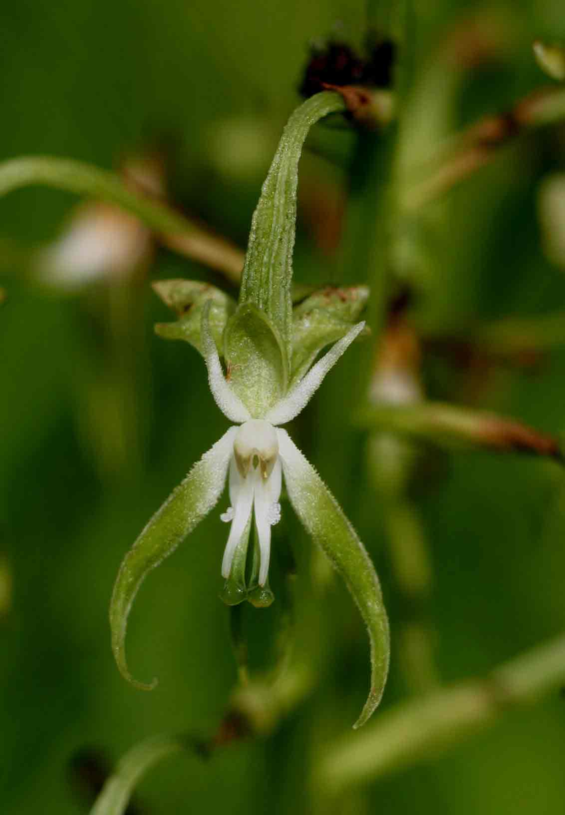 Habenaria schimperiana