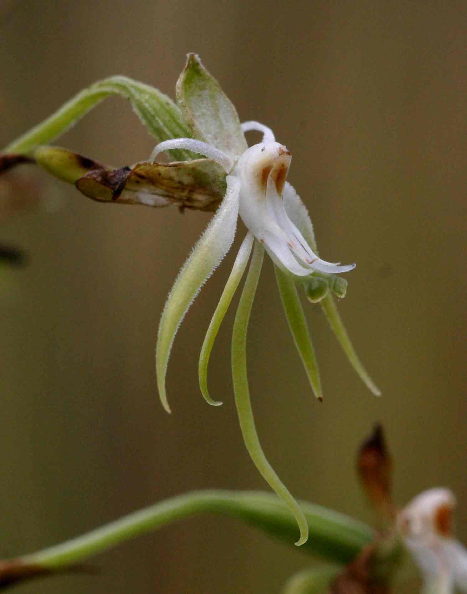Habenaria schimperiana