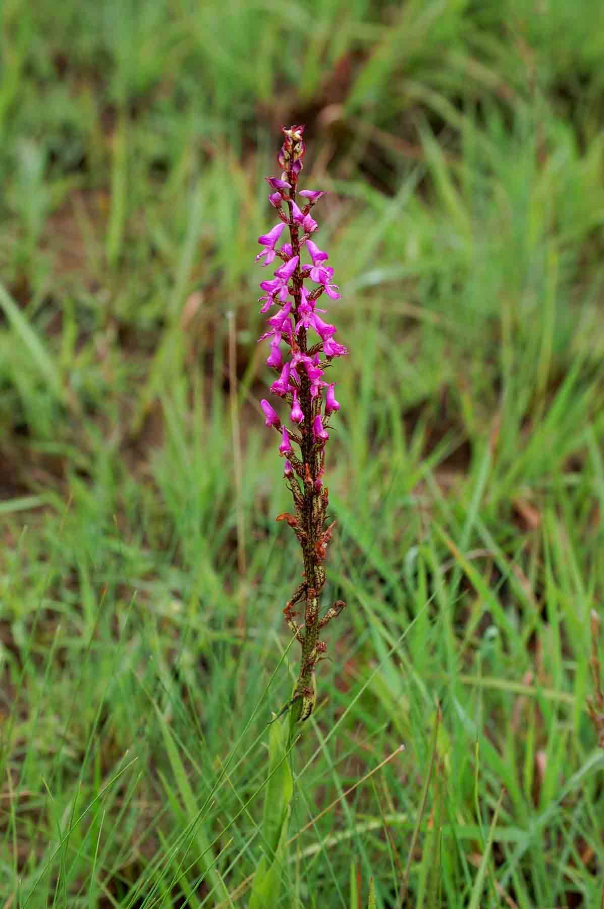 Disa aconitoides subsp. concinna