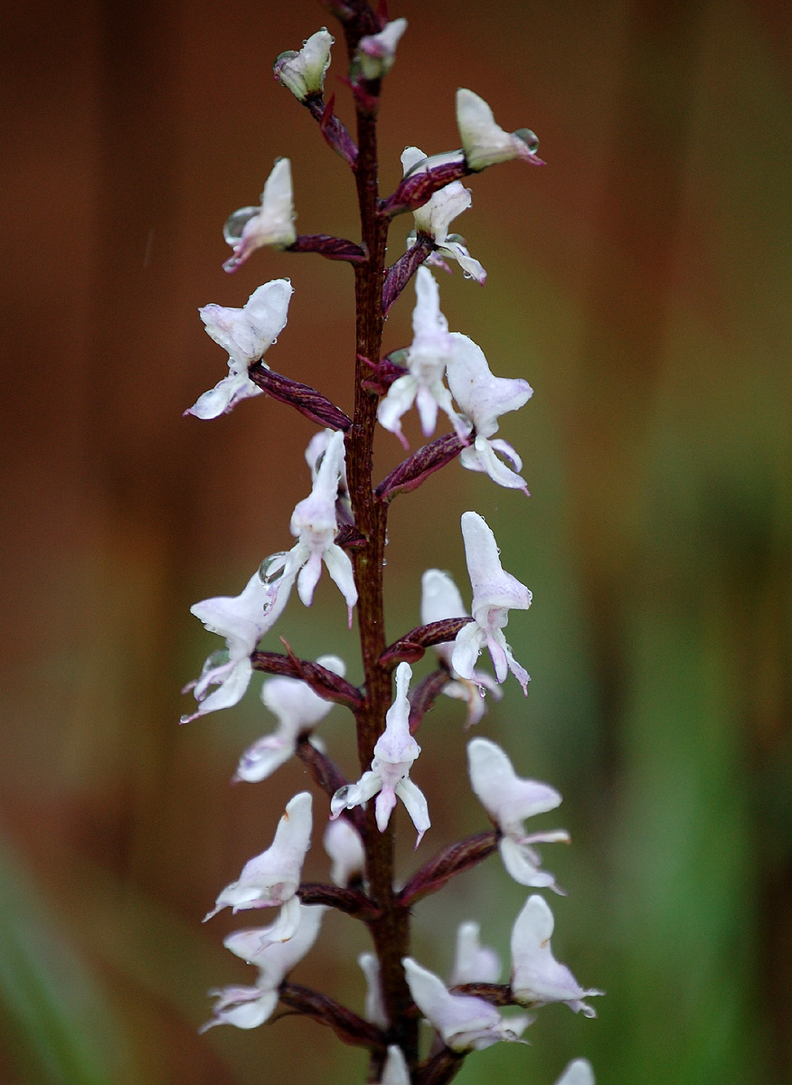 Disa aconitoides subsp. concinna