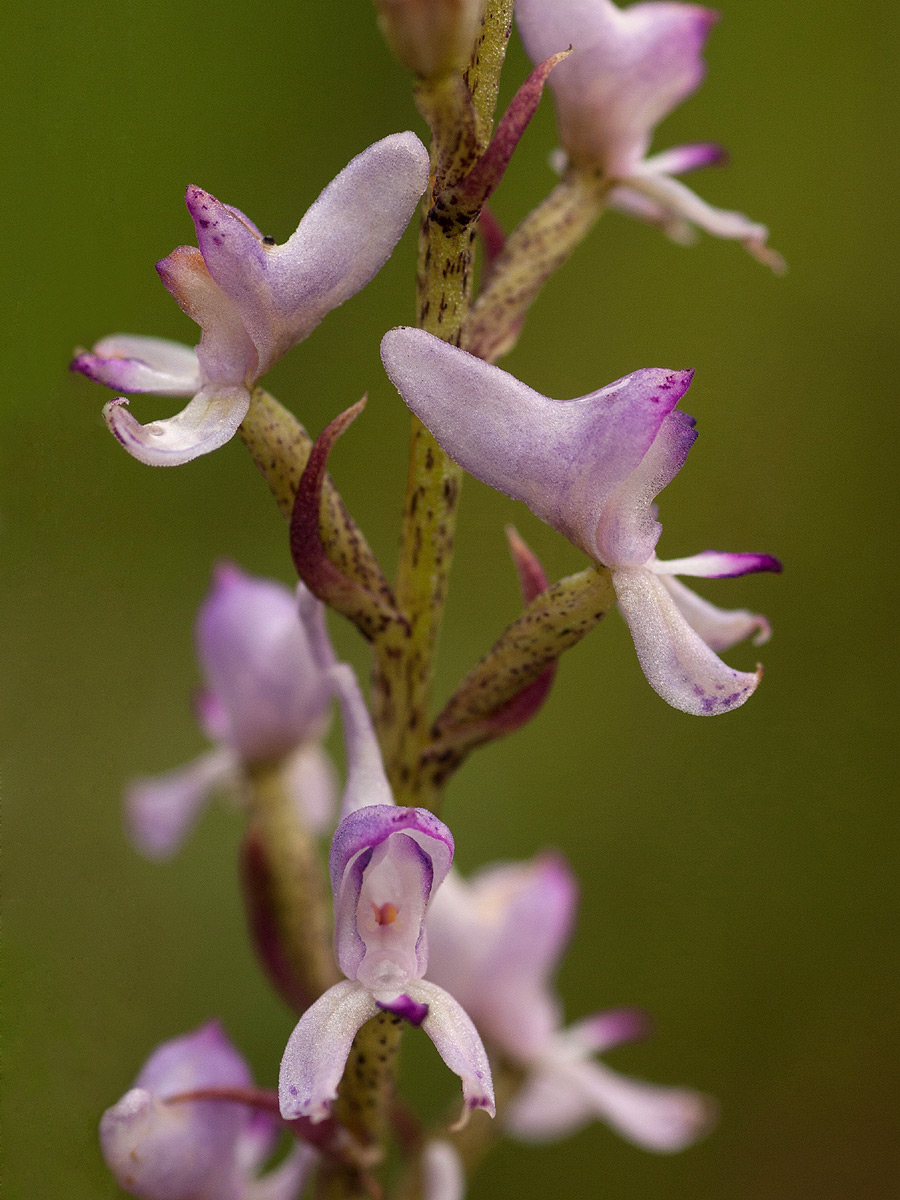 Disa aconitoides subsp. concinna Disa aconitoides subsp. concinna