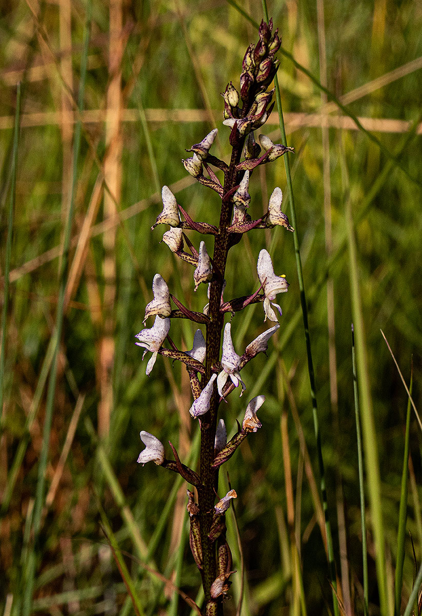 Disa aconitoides subsp. concinna