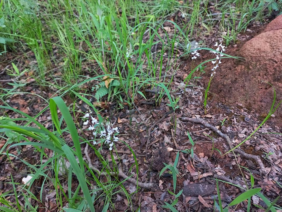 Disa aconitoides subsp. concinna