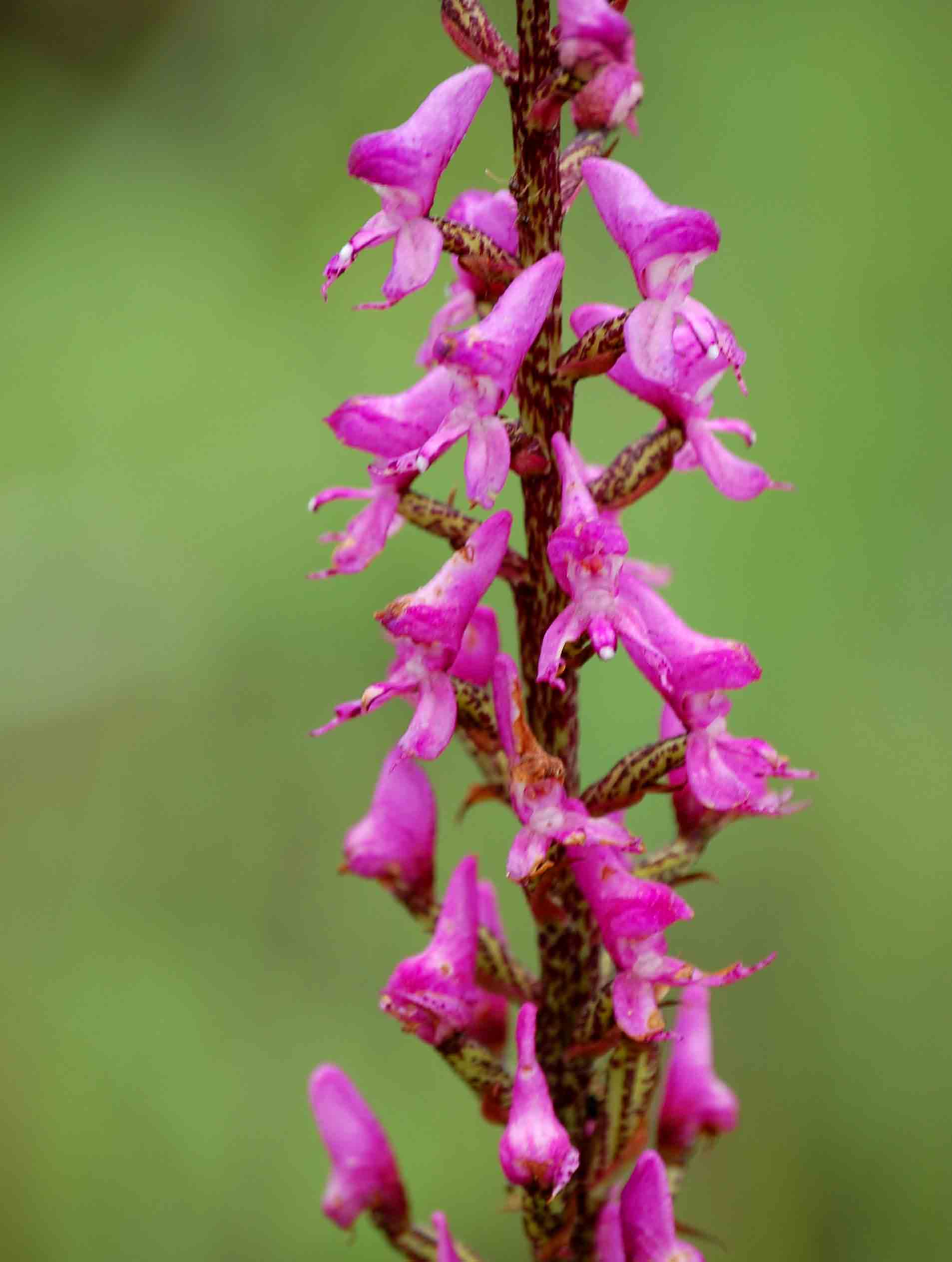 Disa aconitoides subsp. concinna
