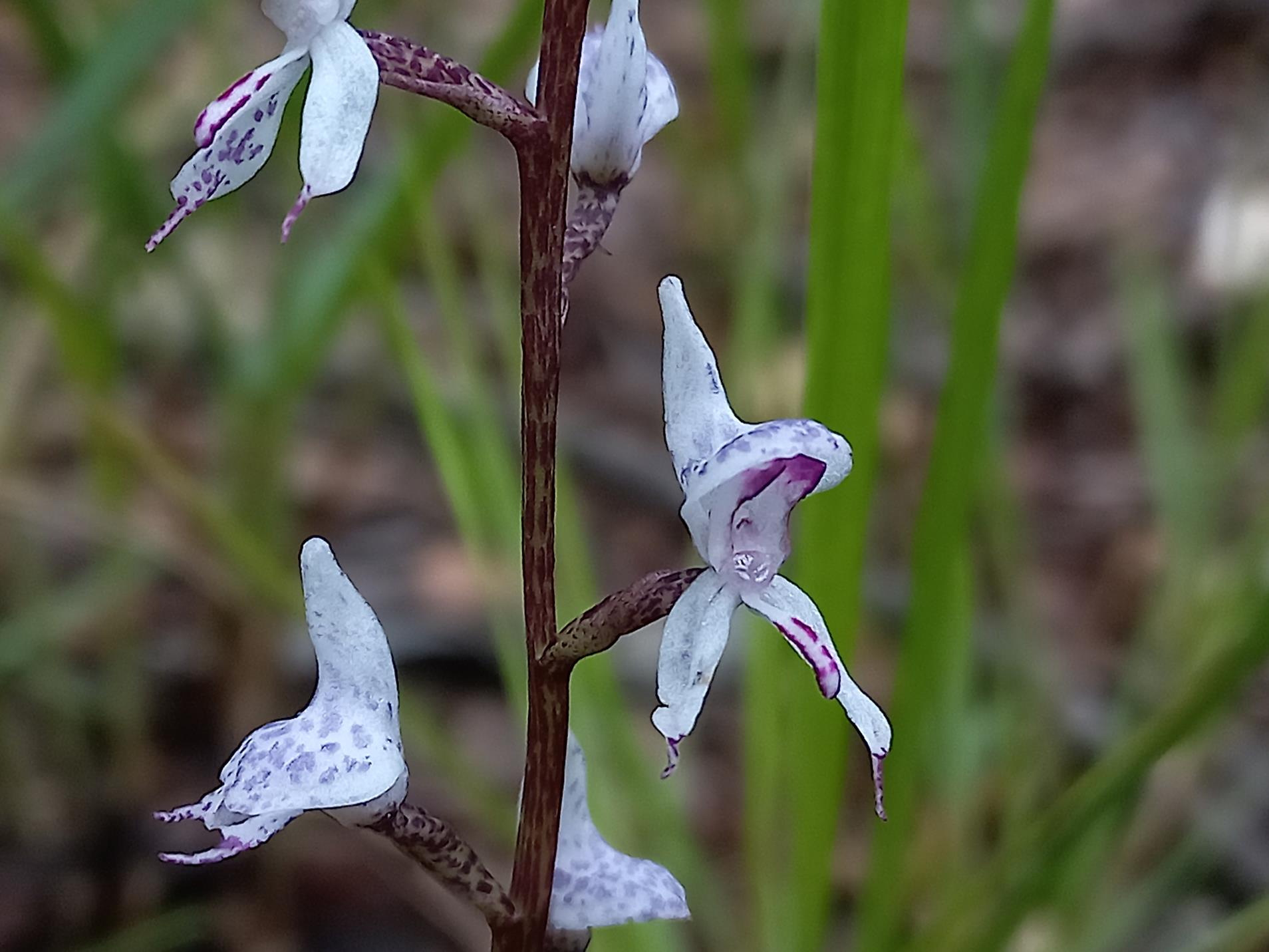 Disa aconitoides subsp. concinna