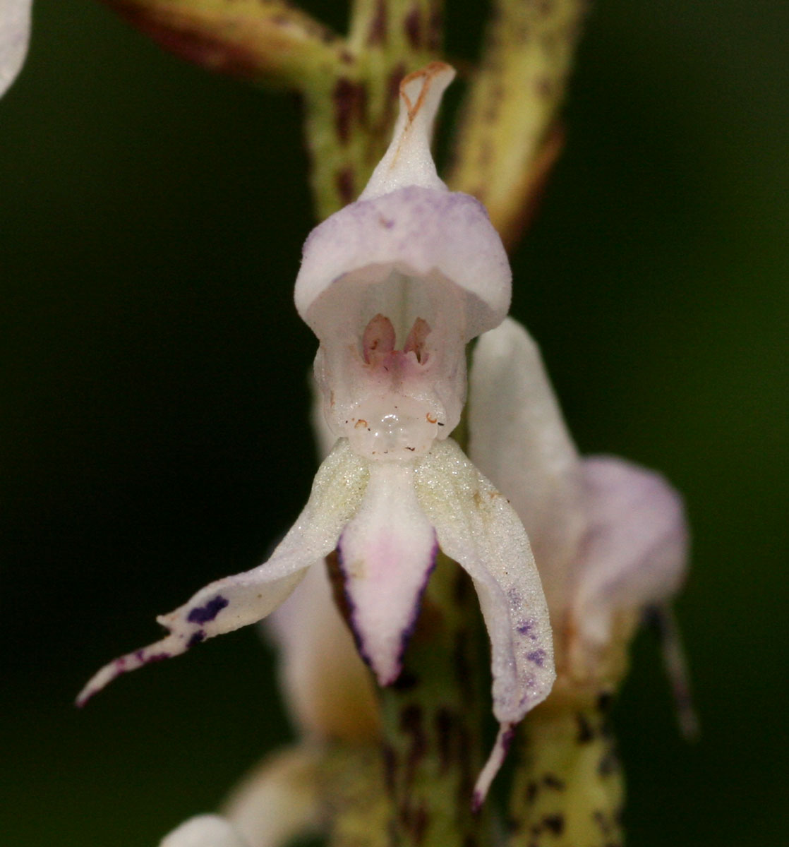 Disa aconitoides subsp. concinna